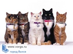 В Выксе будет проведена выставка кошек
